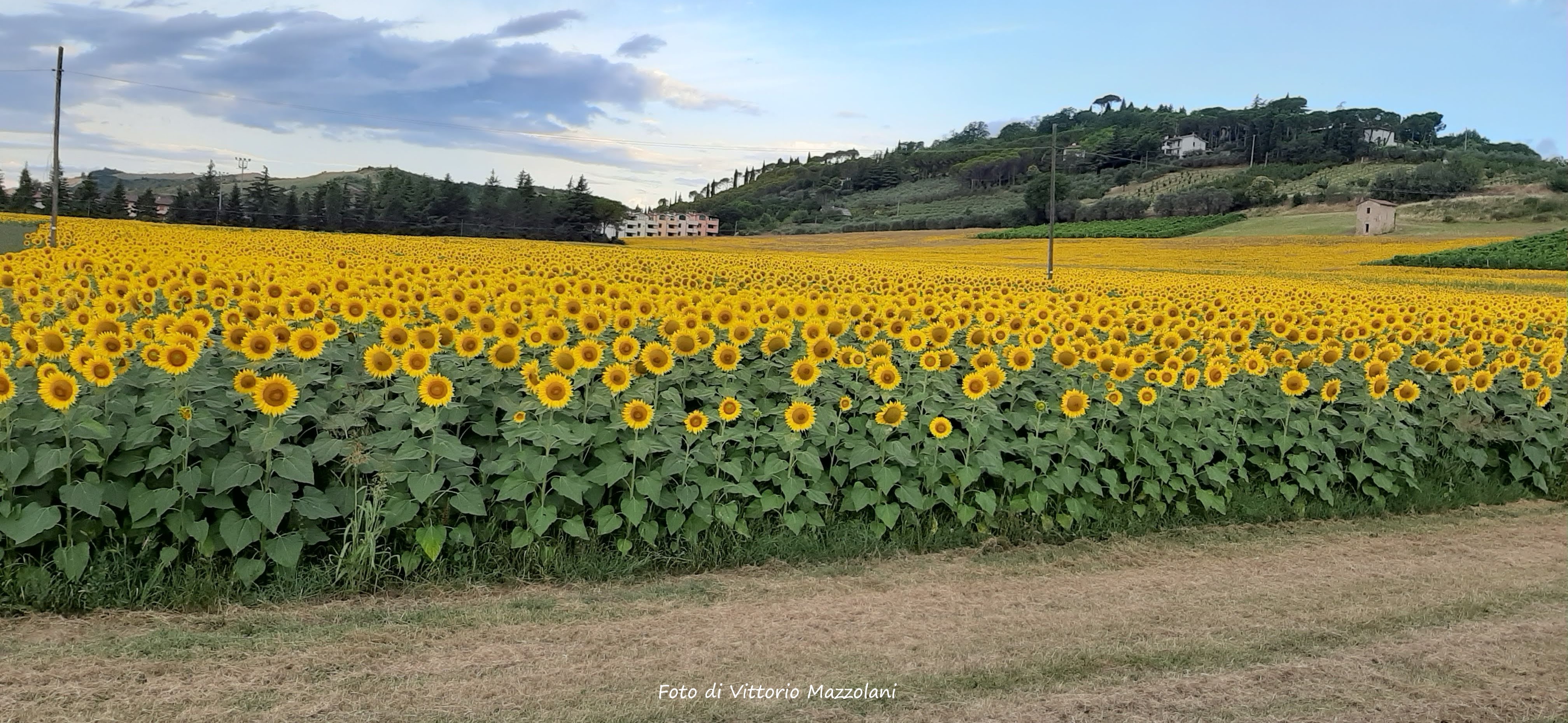 Casalfiumanese (Bo): campo di girasoli. Foto di Vittorio Mazzolani