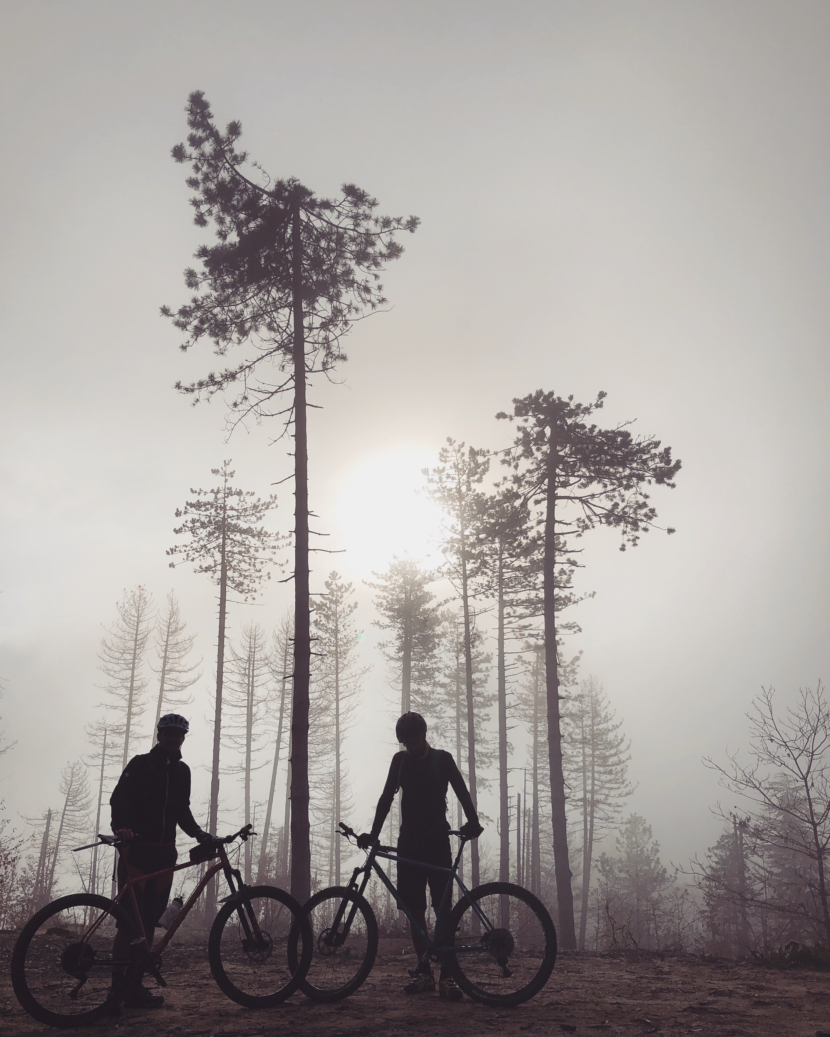 Loiano (Bo). Mountain bike in pineta