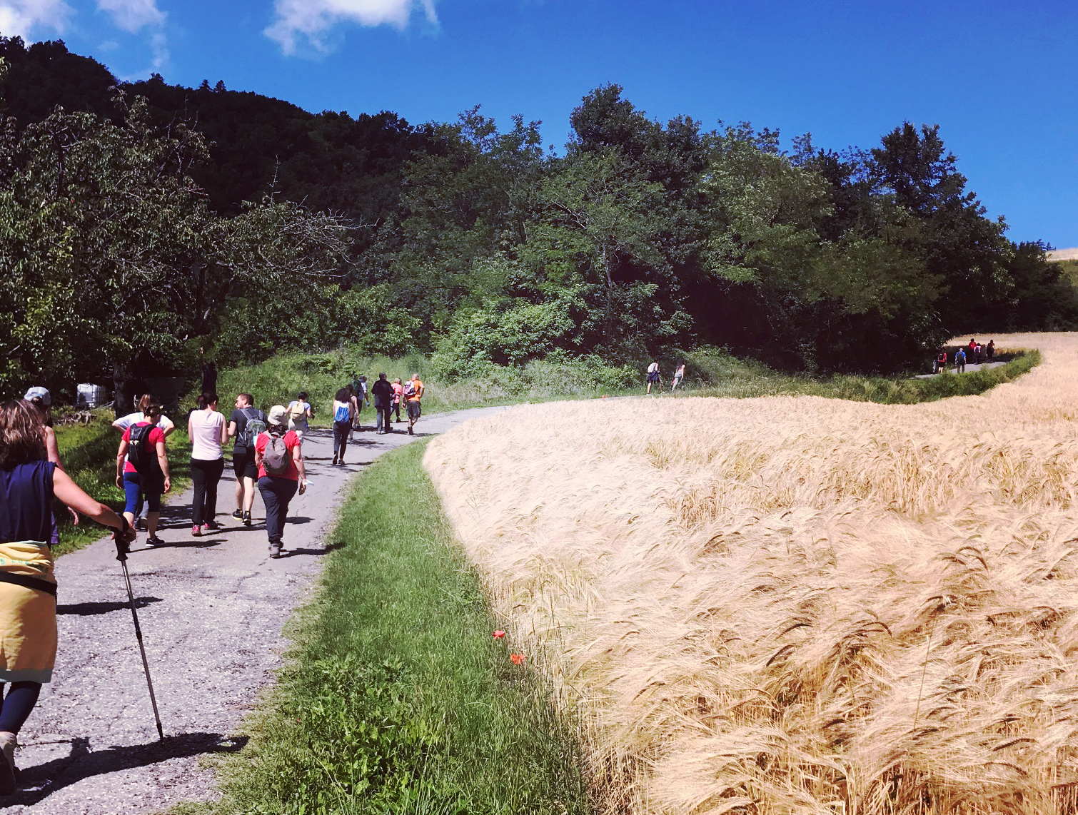 Loiano (Bo). Passeggiata nel grano