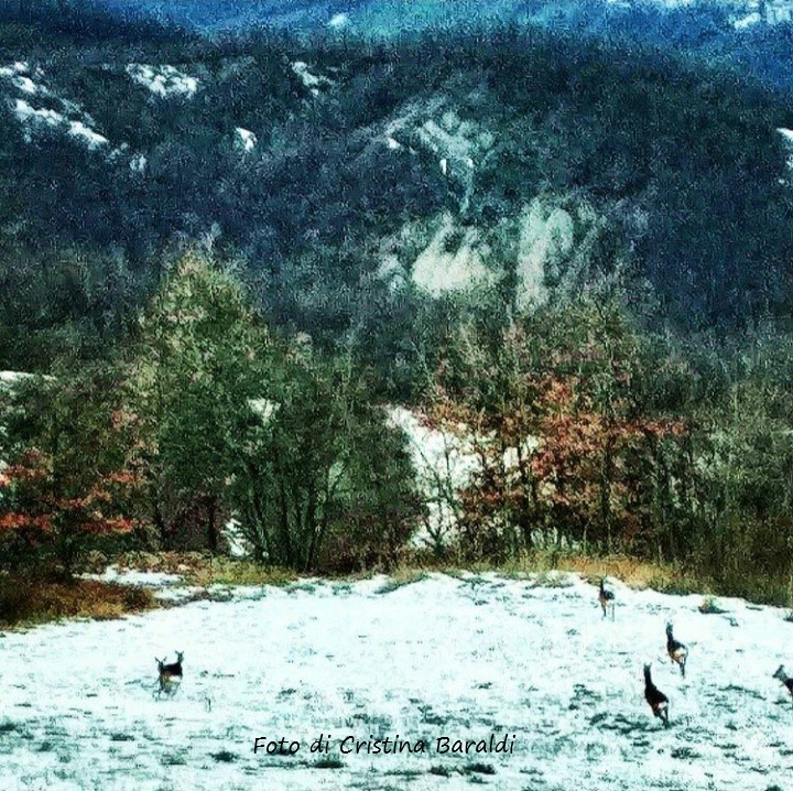 Montefiorino (Mo). Caprioli in libertà, frazione Farneta. Foto di Cristina Baraldi