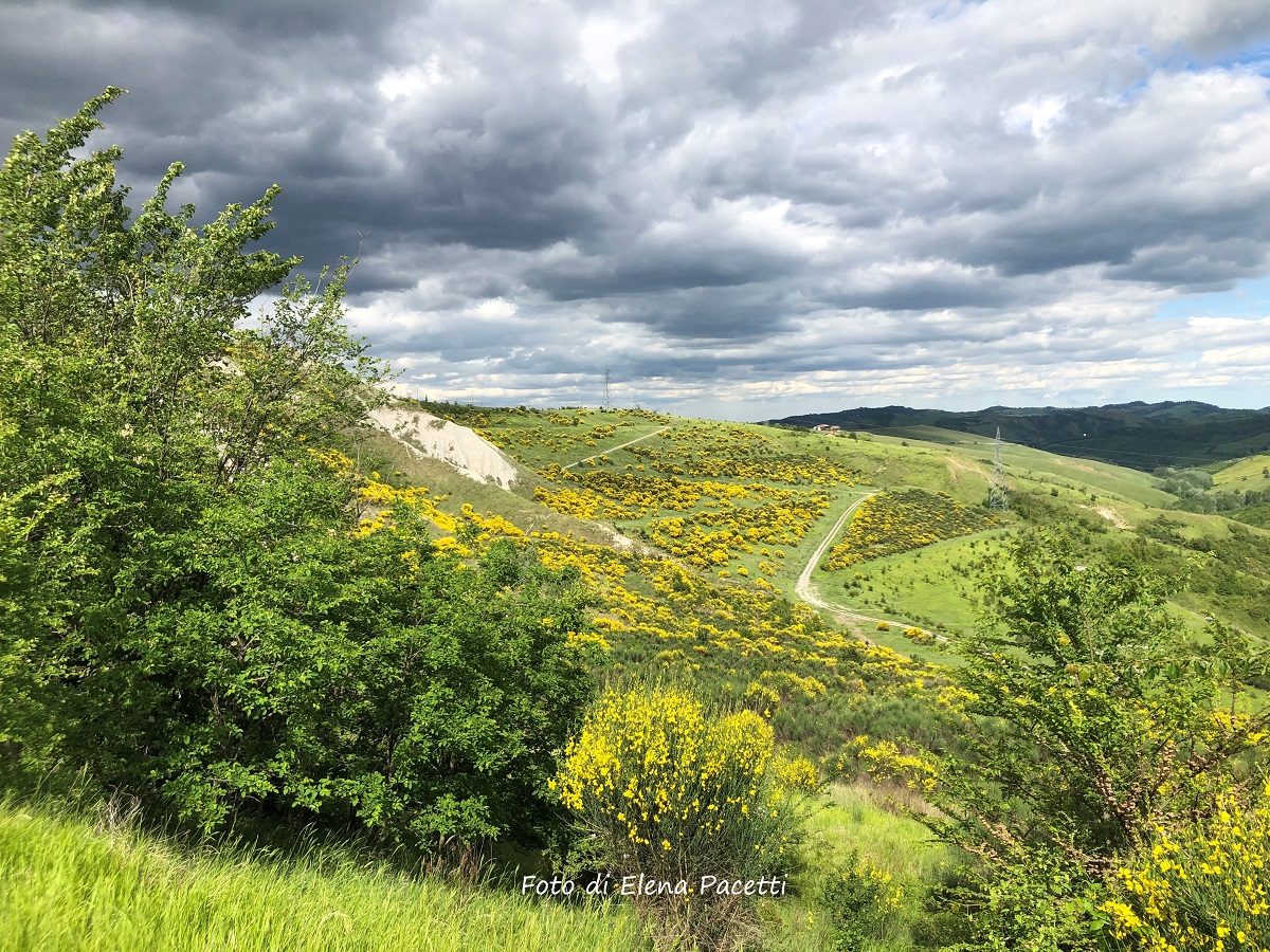 Pianoro (Bo). Fioritura delle ginestre nei calanchi. Foto di Elena Pacetti