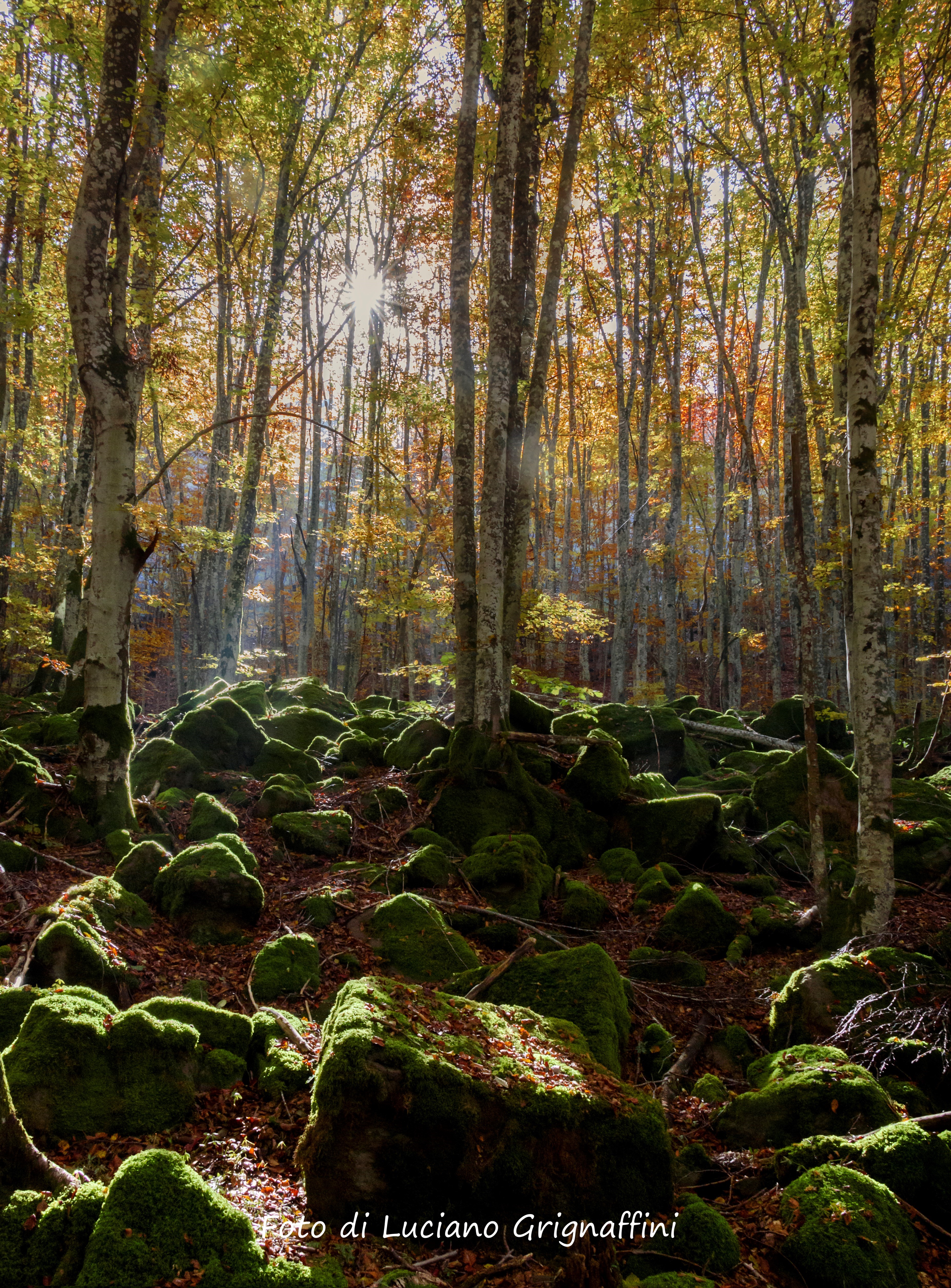 Varsi (Pr). Bosco monte Barigazzo. Foto di Luciano Grignaffini