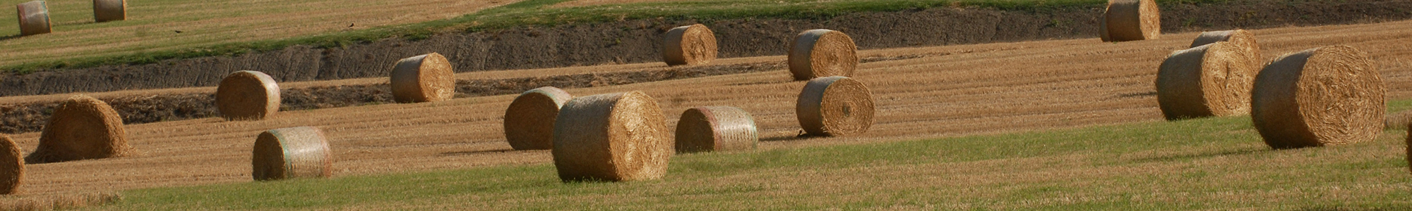 Foto di balle di fieno in agricoltura