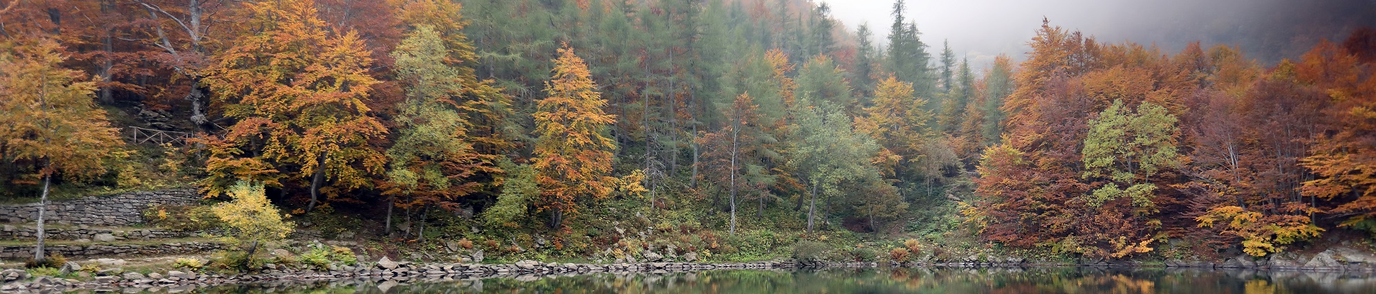 Foto di una foresta